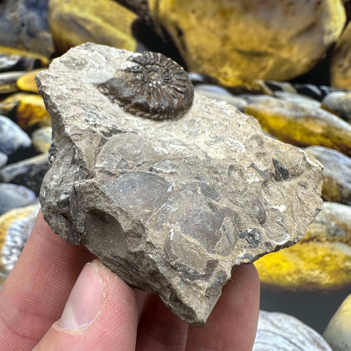 Amaltheus subnodosus ammonite fossil - Whitby, North Yorkshire Jurassic Coast, Yorkshire Fossils