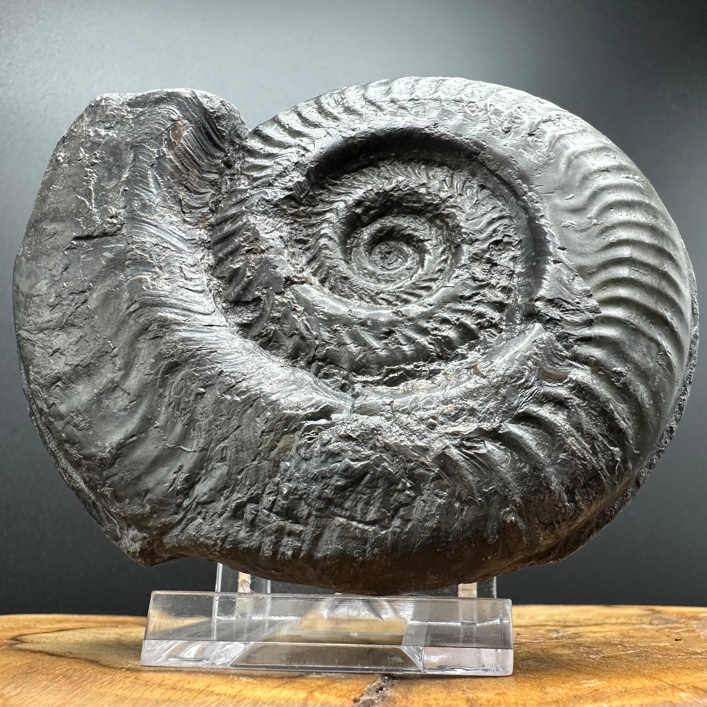 Hildoceras lusitanicum Ammonite fossil with stand - Whitby, North Yorkshire, Jurassic Coast, Yorkshire Fossils from the Jurassic Coast