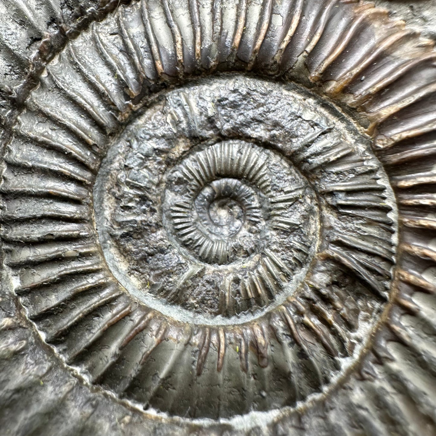Dactylioceras Ammonite Fossil With Box And Stand - Whitby, North Yorkshire Jurassic Coast Yorkshire Fossils