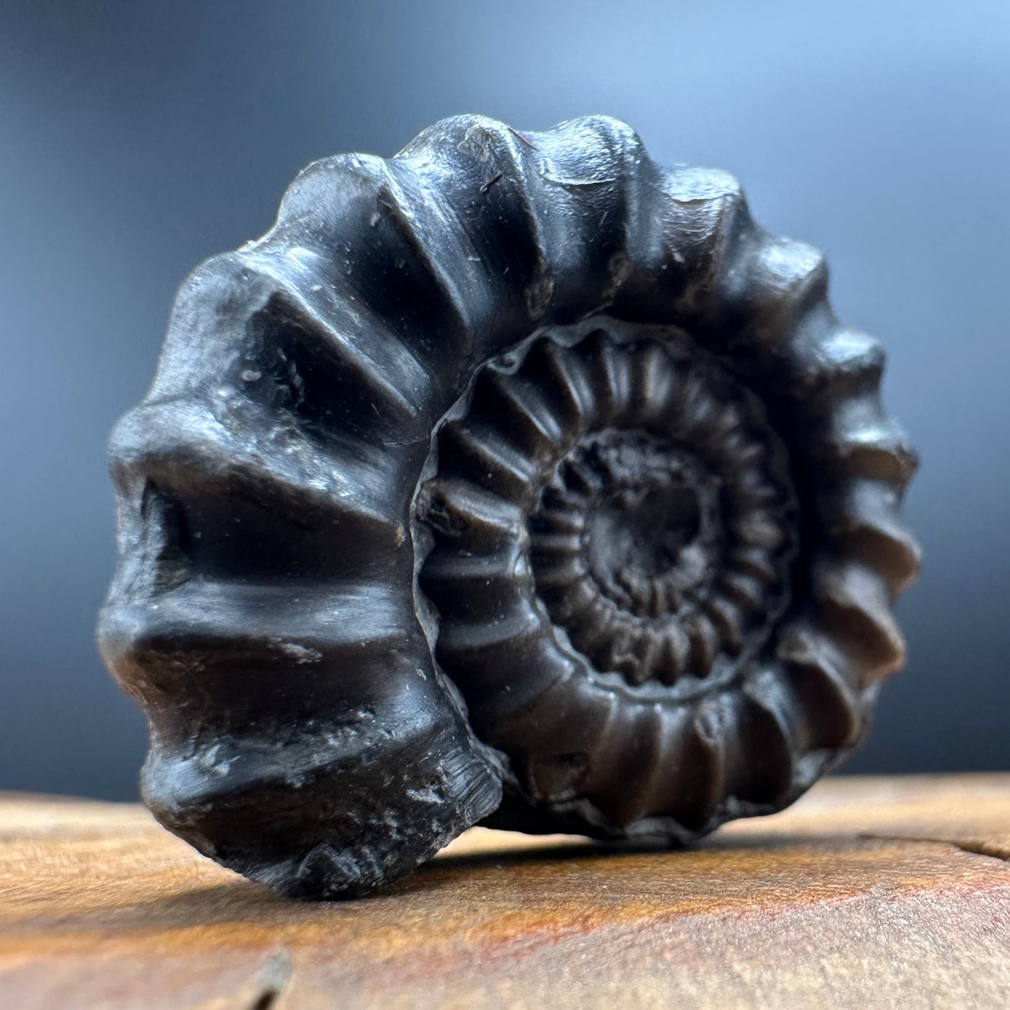 Gagaticeras Ammonite fossil with box and stand - Whitby, North Yorkshire Jurassic Coast Yorkshire Fossils