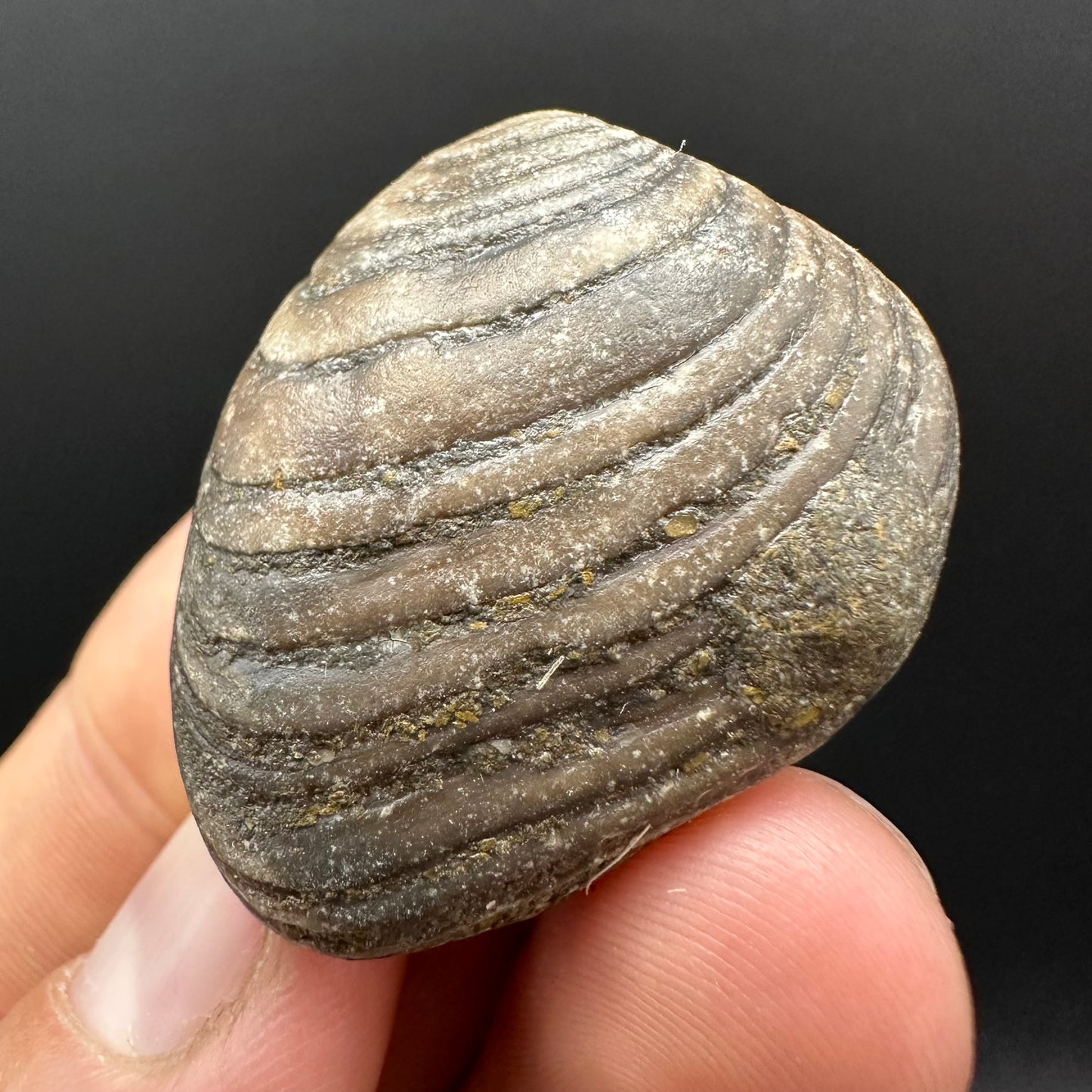 Shell fossil with box and stand - Whitby, North Yorkshire, Jurassic Coast, Yorkshire Fossils