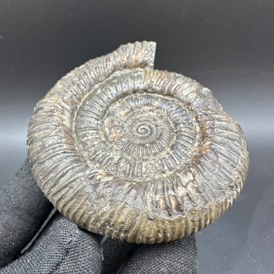 Dactylioceras Ammonite Fossil With Box And Stand - Whitby, North Yorkshire Jurassic Coast Yorkshire Fossils