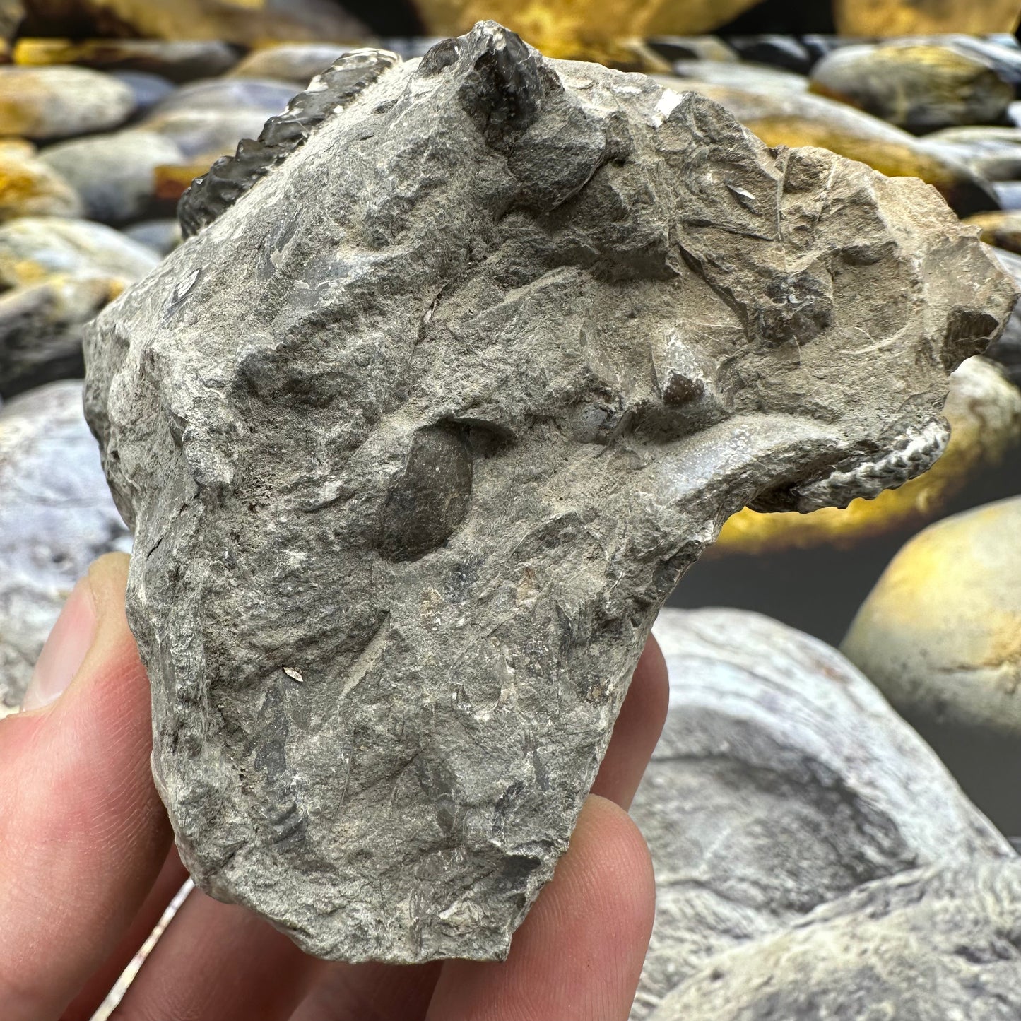 Amaltheus subnodosus ammonite fossil - Whitby, North Yorkshire Jurassic Coast, Yorkshire Fossils