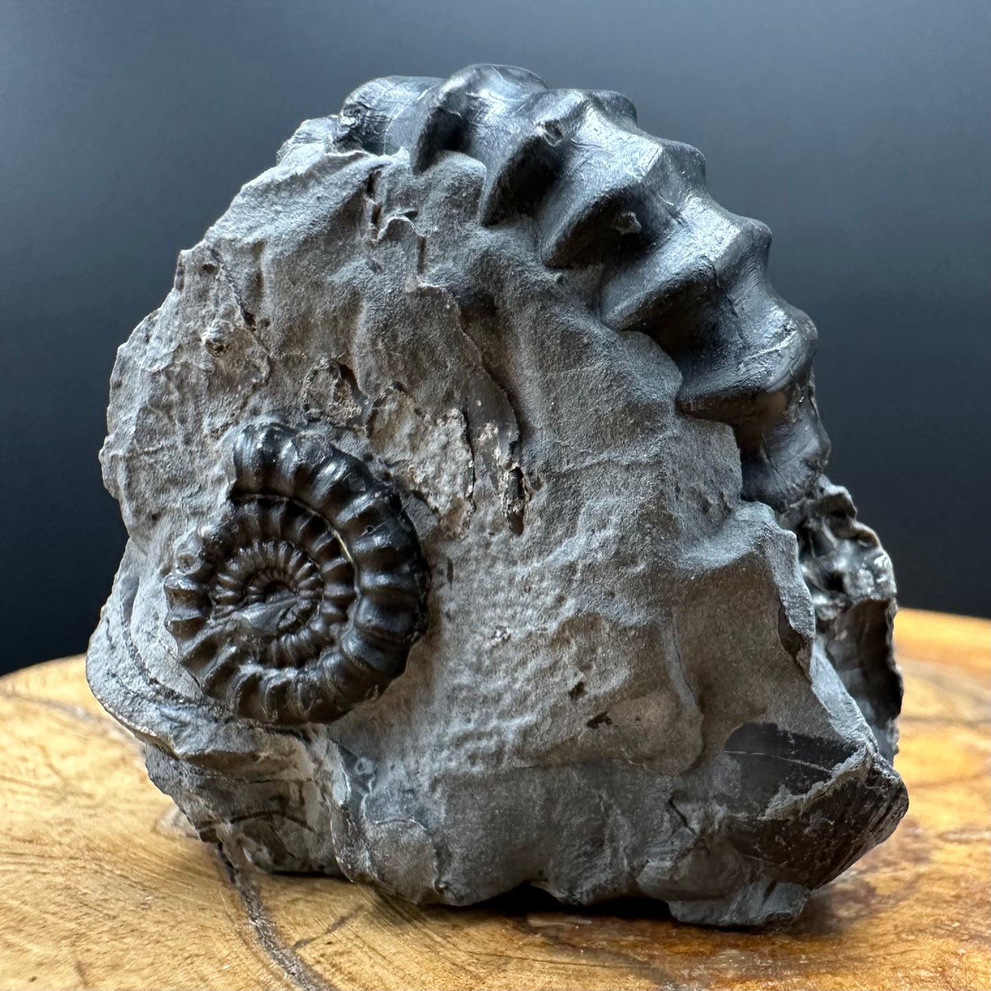 Gagaticeras Ammonite fossil with box and stand - Whitby, North Yorkshire Jurassic Coast Yorkshire Fossils