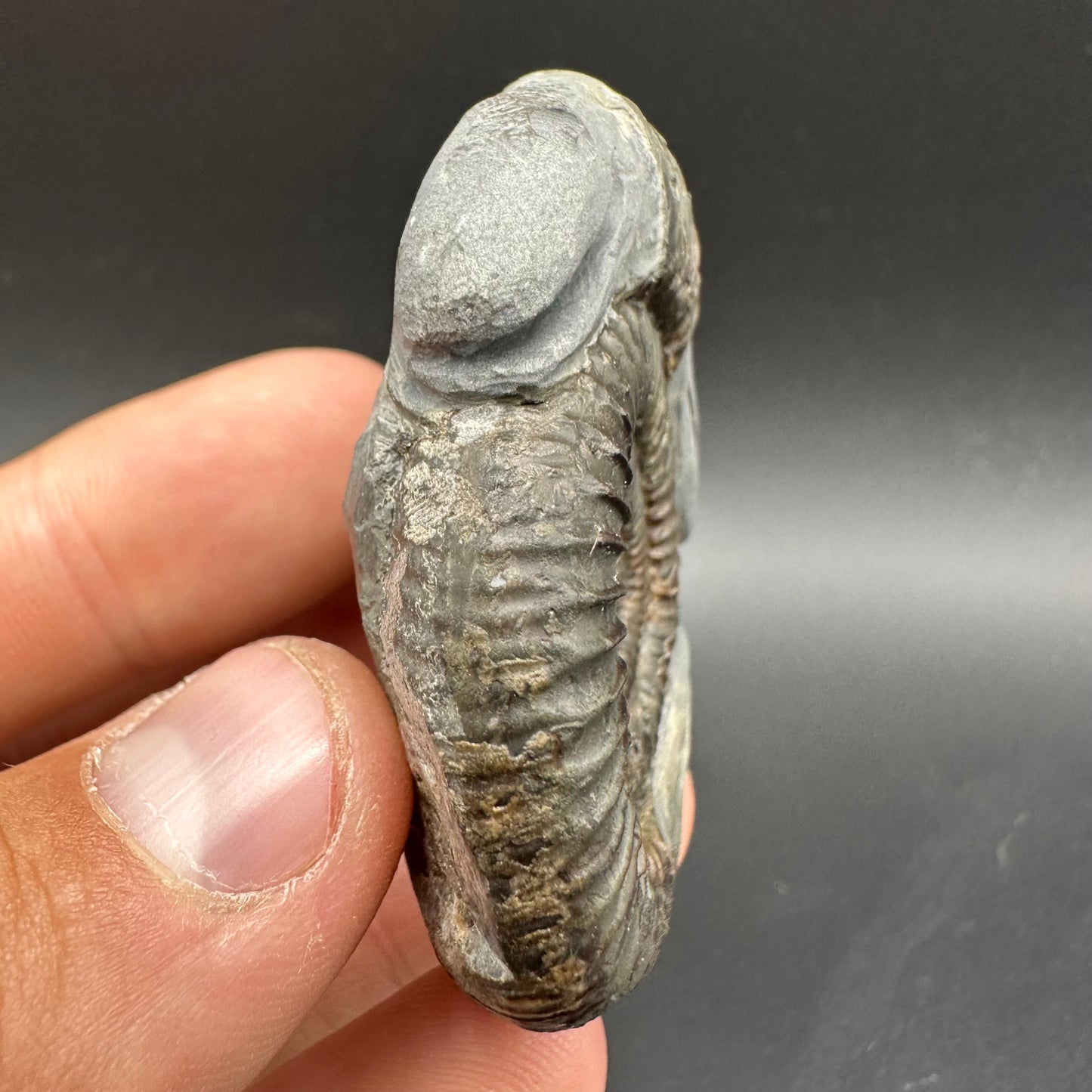 Hydra Snakestone Ammonite Fossil With Bag/Box And Stand - Whitby, North Yorkshire Jurassic Coast Yorkshire Fossils