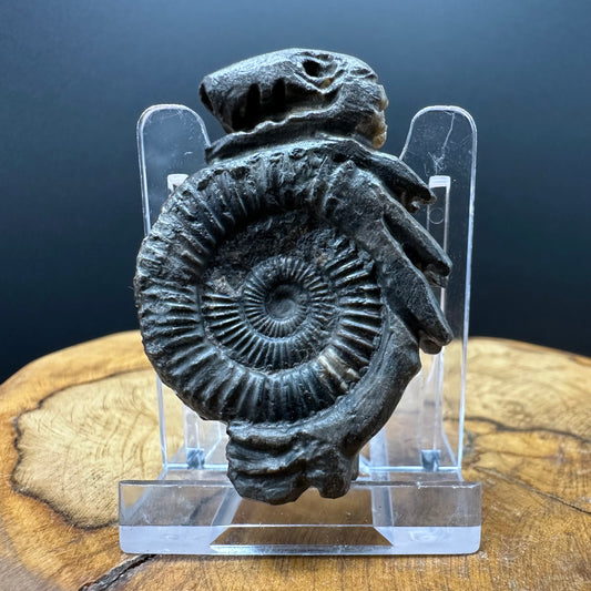 Snakestone Ammonite Fossil With Bag/Box And Stand - Whitby, North Yorkshire Jurassic Coast Yorkshire Fossils