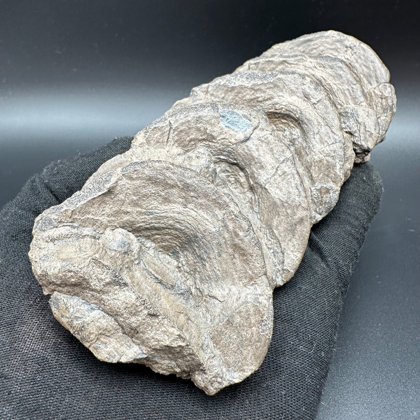Ichthyosaur Vertebra fossil - Whitby, North Yorkshire Jurassic Coast, Yorkshire fossils
