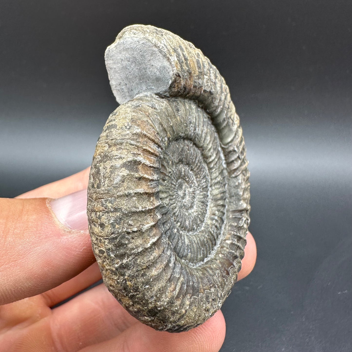 Dactylioceras Ammonite Fossil With Box And Stand - Whitby, North Yorkshire Jurassic Coast Yorkshire Fossils