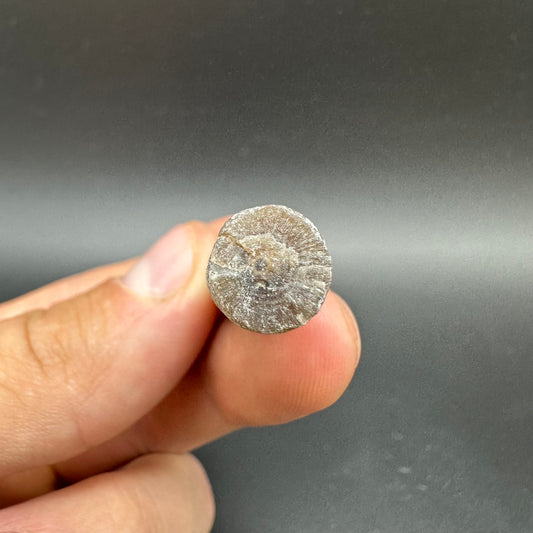 Belemnite (Fossil Squid) shell fossil - Whitby, North Yorkshire Jurassic Coast Yorkshire Fossils