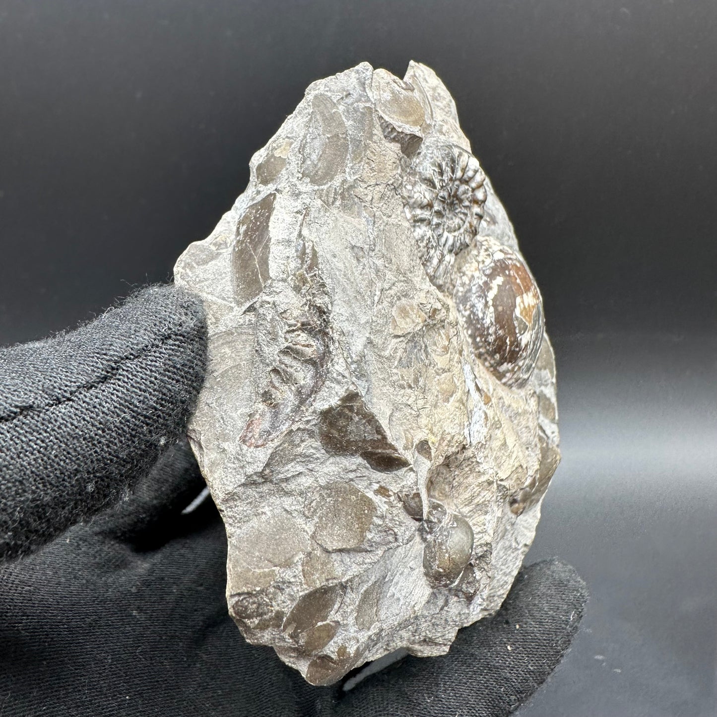 Amaltheus subnodosus Ammonite fossil with box and stand - Whitby, North Yorkshire Jurassic Coast Yorkshire Fossils