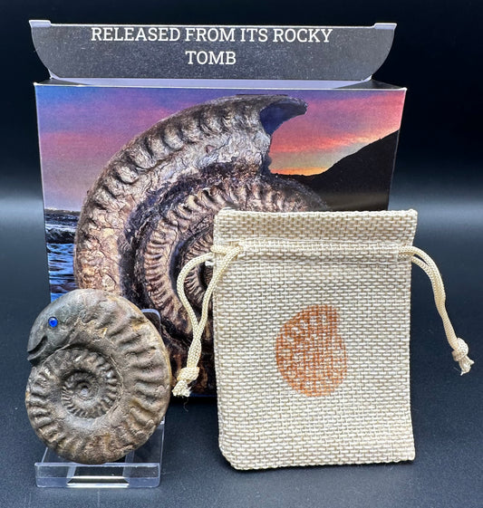 Snakestone Ammonite Fossil With Bag/Box And Stand - Whitby, North Yorkshire Jurassic Coast Yorkshire Fossils