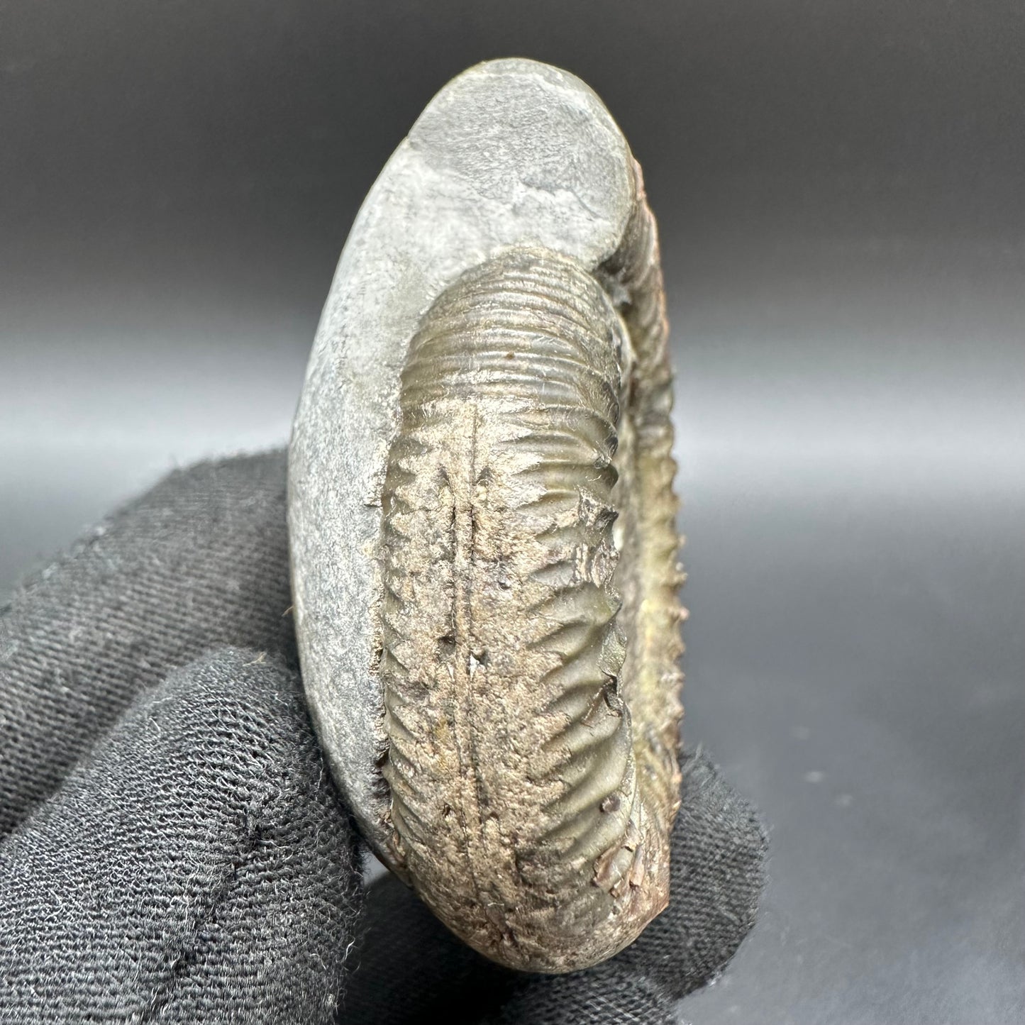 Dactylioceras Ammonite Fossil With Box And Stand - Whitby, North Yorkshire Jurassic Coast Yorkshire Fossils