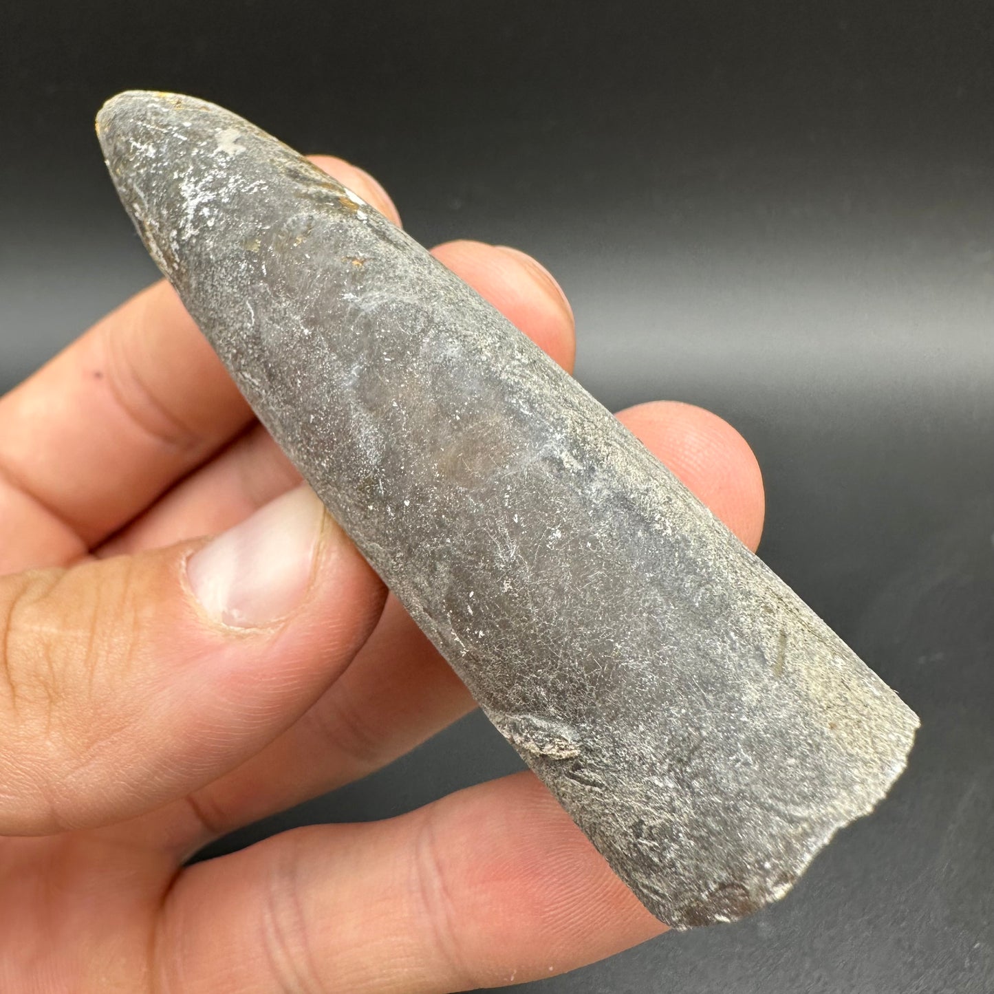 Belemnite (Fossil Squid) shell fossil with box and stand - Whitby, North Yorkshire Jurassic Coast Yorkshire Fossils