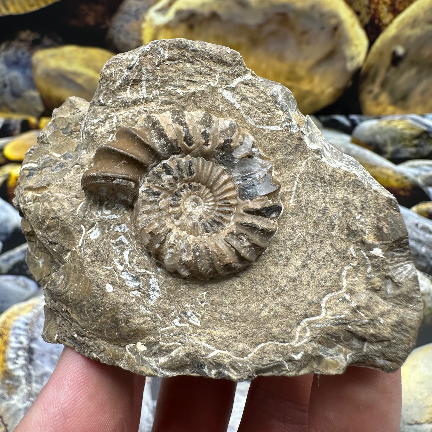 Androgynoceras Capricornus ammonite fossil - Whitby, North Yorkshire Jurassic Coast Yorkshire Fossils