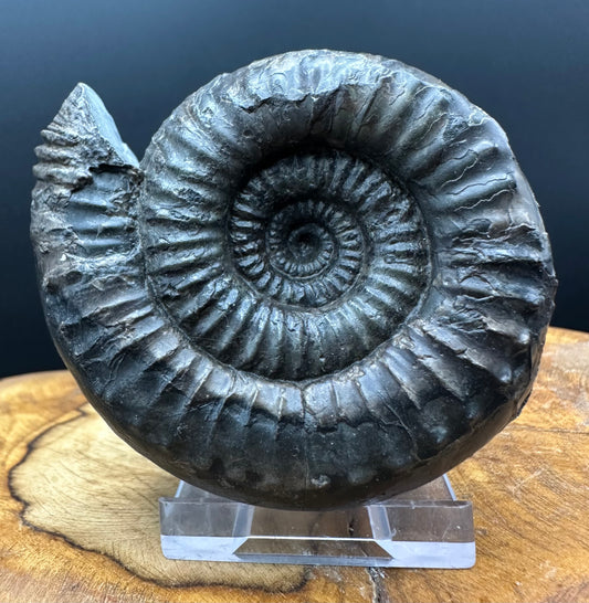 Nodicoeloceras Sp. Ammonite Fossil With Box And Stand - Whitby, North Yorkshire Jurassic Coast Yorkshire Fossils