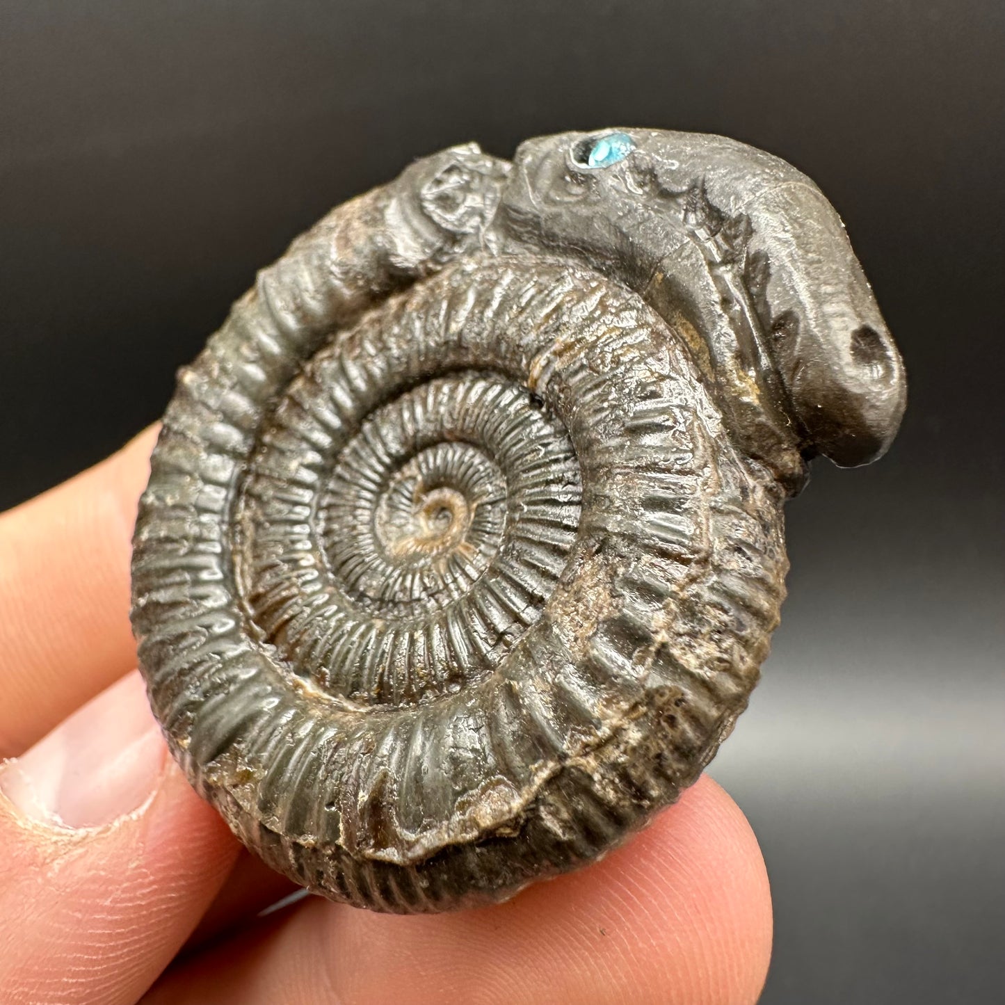 Snakestone Ammonite Fossil With Bag/Box And Stand - Whitby, North Yorkshire Jurassic Coast Yorkshire Fossils