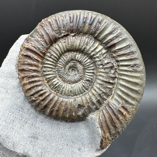 Dactylioceras Ammonite Fossil With Box And Stand - Whitby, North Yorkshire Jurassic Coast Yorkshire Fossils