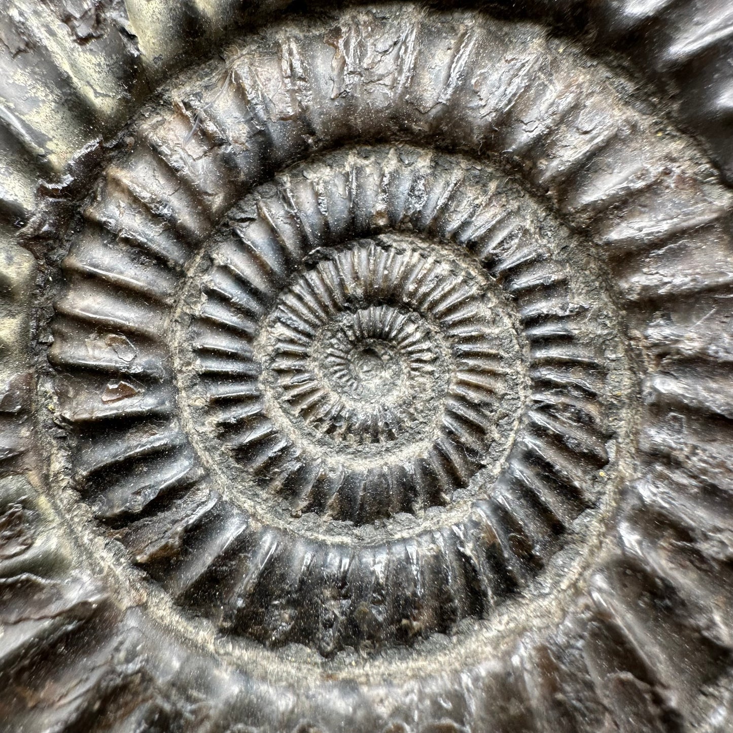 Dactylioceras Ammonite Fossil With Stand - Whitby, North Yorkshire Jurassic Coast Yorkshire Fossils