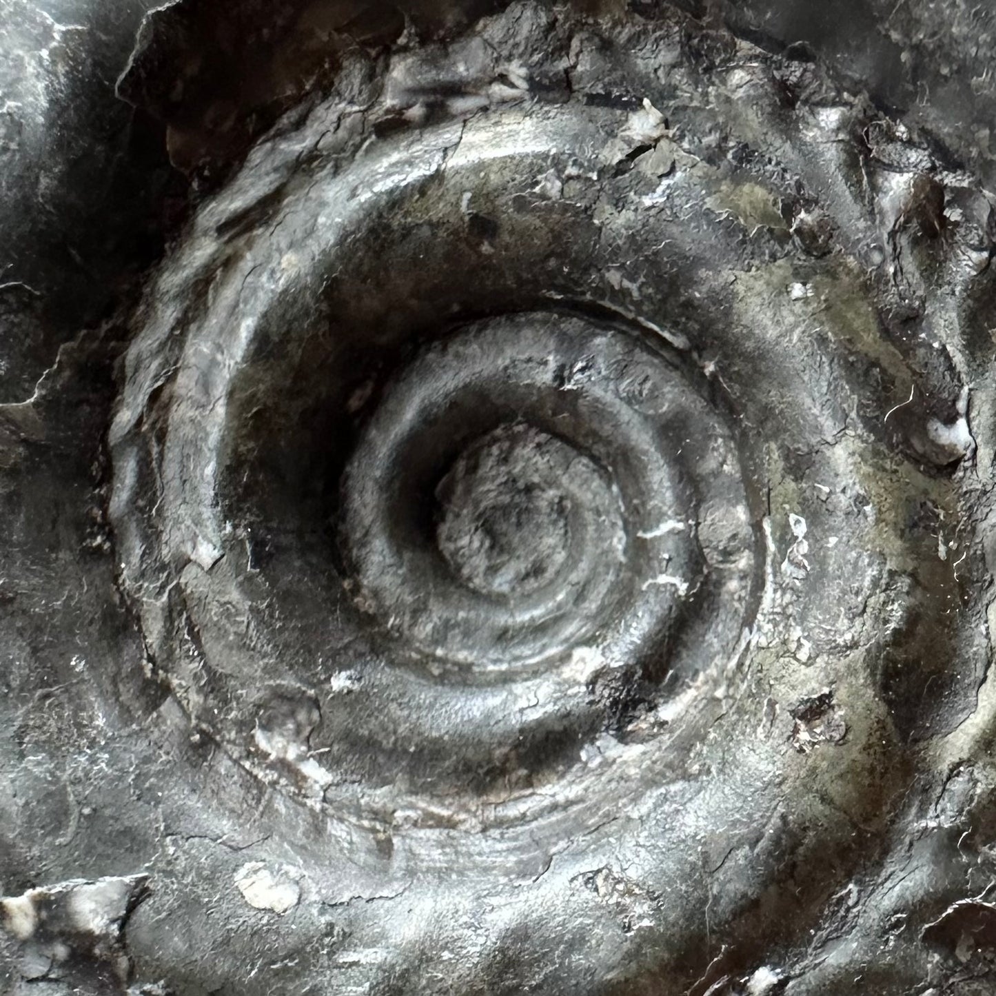 Hildoceras Bifrons Ammonite fossil with box and stand - Whitby, North Yorkshire Jurassic Coast, Yorkshire Fossils from the Jurassic Coast