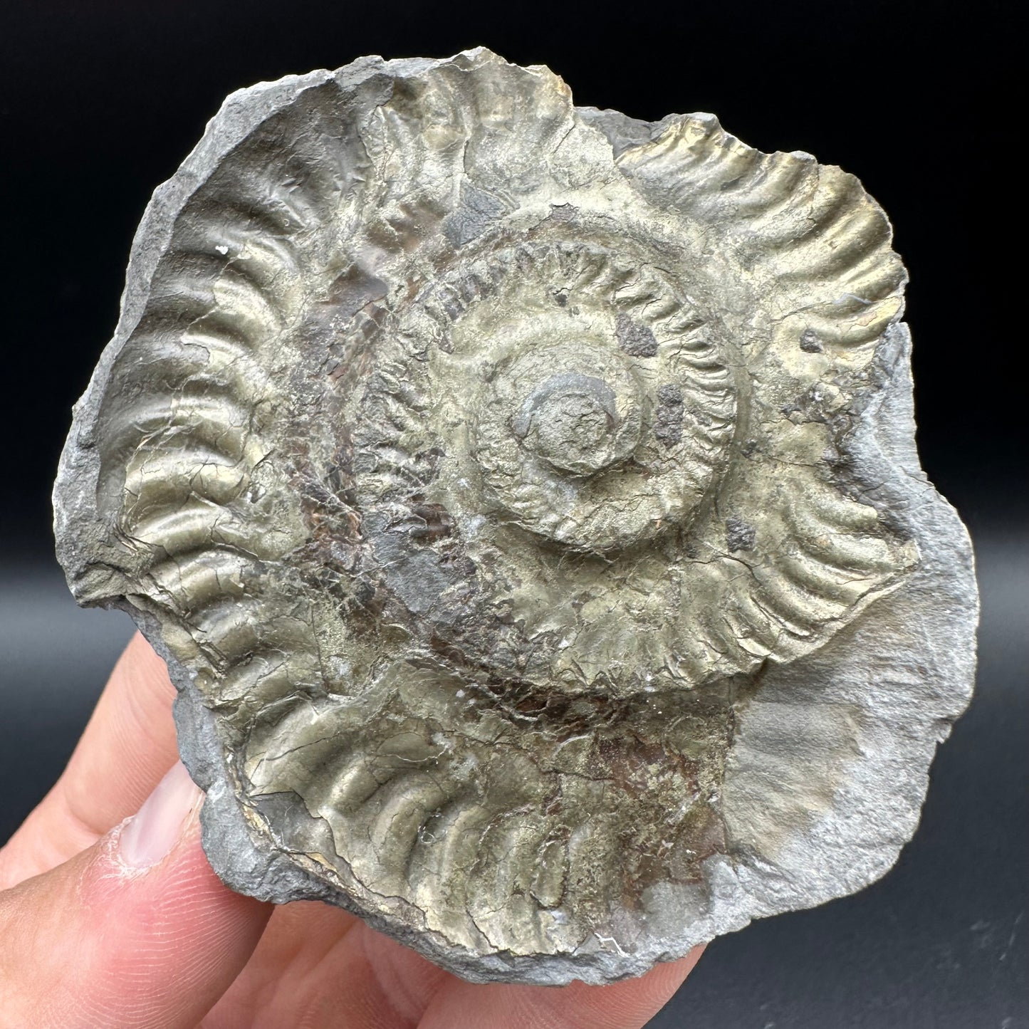 Golden Iron Pyrite Hildoceras lusitanicum Ammonite Nodule (split pair) Fossil With Box And Stand - Whitby, North Yorkshire Jurassic Coast Yorkshire Fossils