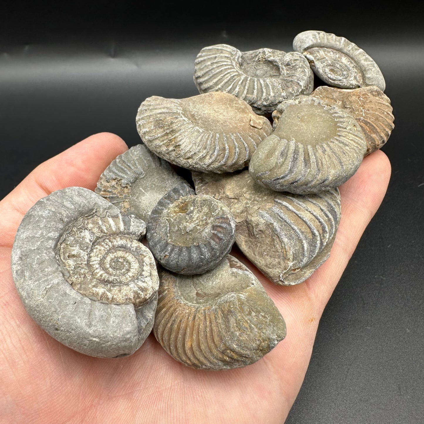Junior Jurassic Jumble - Yorkshire Fossils Mystery Variety Fossil Bag - Whitby, North Yorkshire Jurassic Coast