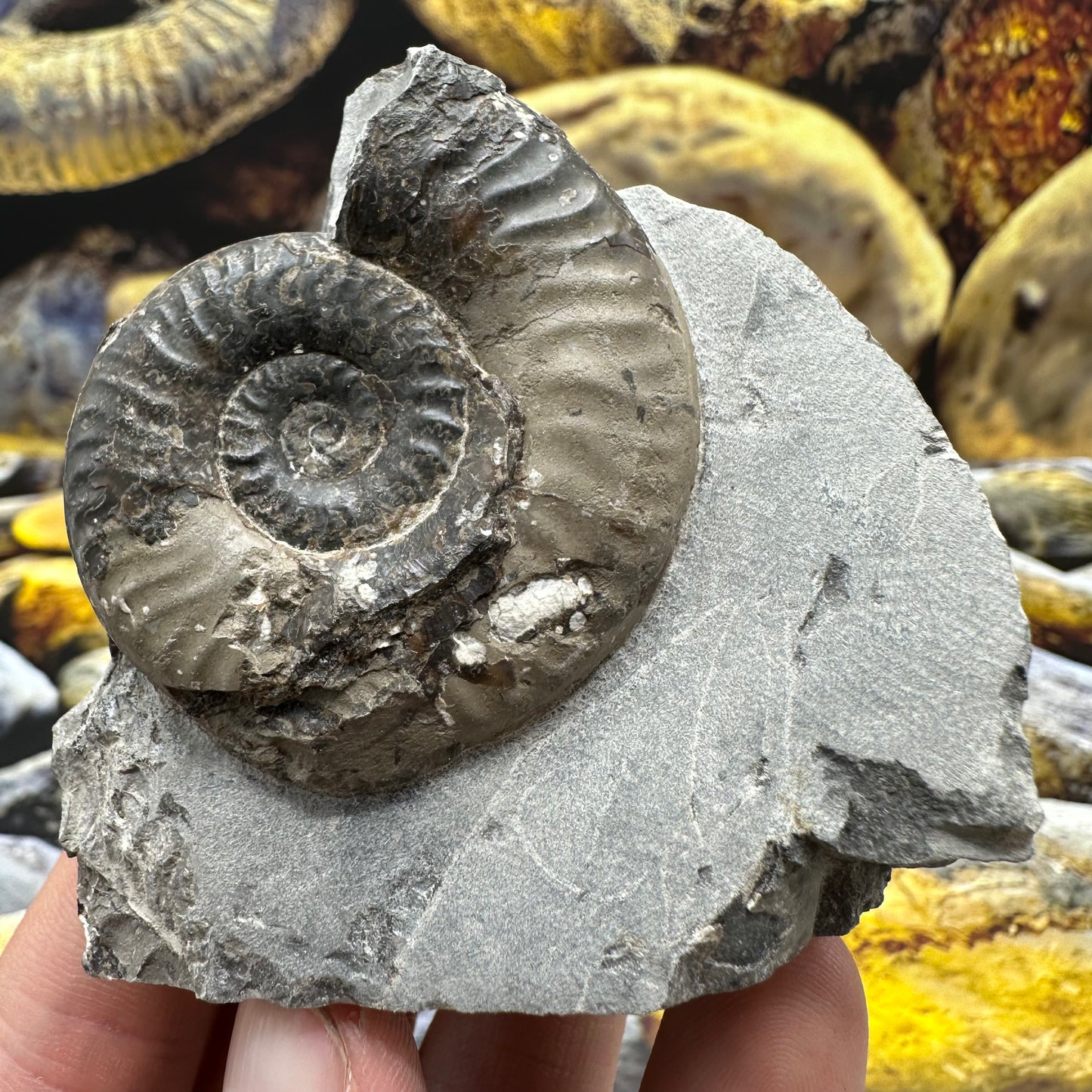 Grammoceras thoaurense ammonite shell fossil - Whitby, North Yorkshire
