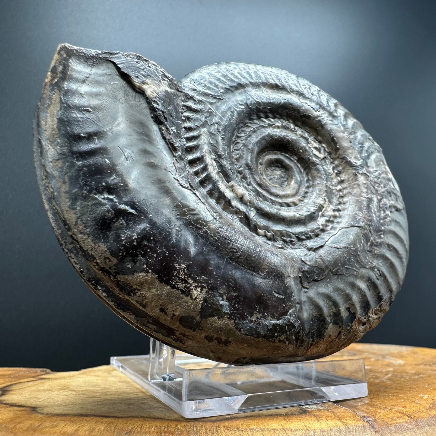 Hildoceras Bifrons Ammonite fossil with box and stand - Whitby, North Yorkshire Jurassic Coast, Yorkshire Fossils from the Jurassic Coast