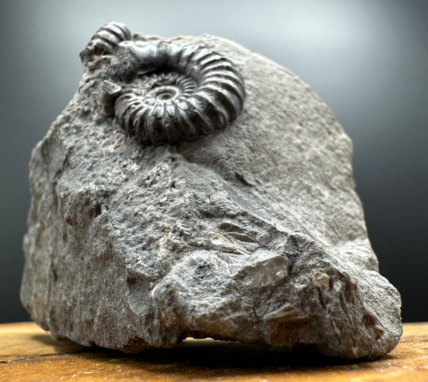 Promicroceras Ammonite shell fossil with box and stand - Whitby, North Yorkshire Jurassic Coast Yorkshire Fossils