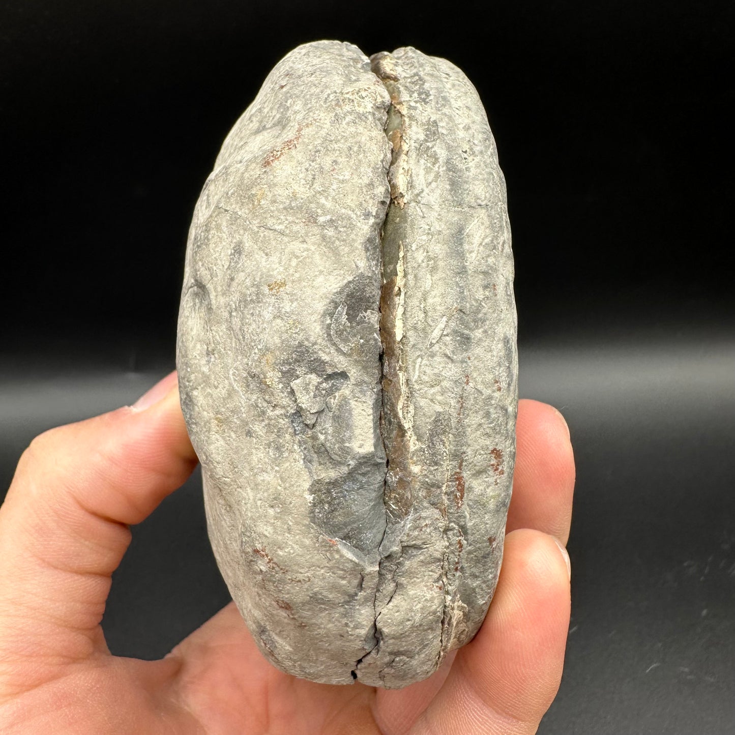 Hildoceras lusitanicum Ammonite Nodule (split pair) Fossil With Box And Stand - Whitby, North Yorkshire Jurassic Coast Yorkshire Fossils
