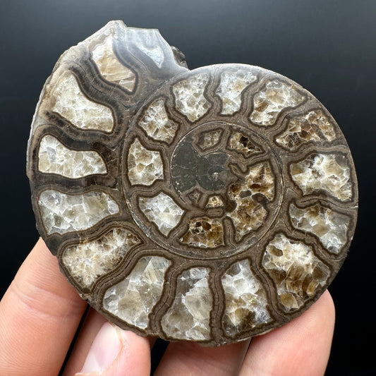 Hildoceras Bifrons Ammonite fossil with stand - Whitby, North Yorkshire Jurassic Coast, Yorkshire Fossils from the Jurassic Coast