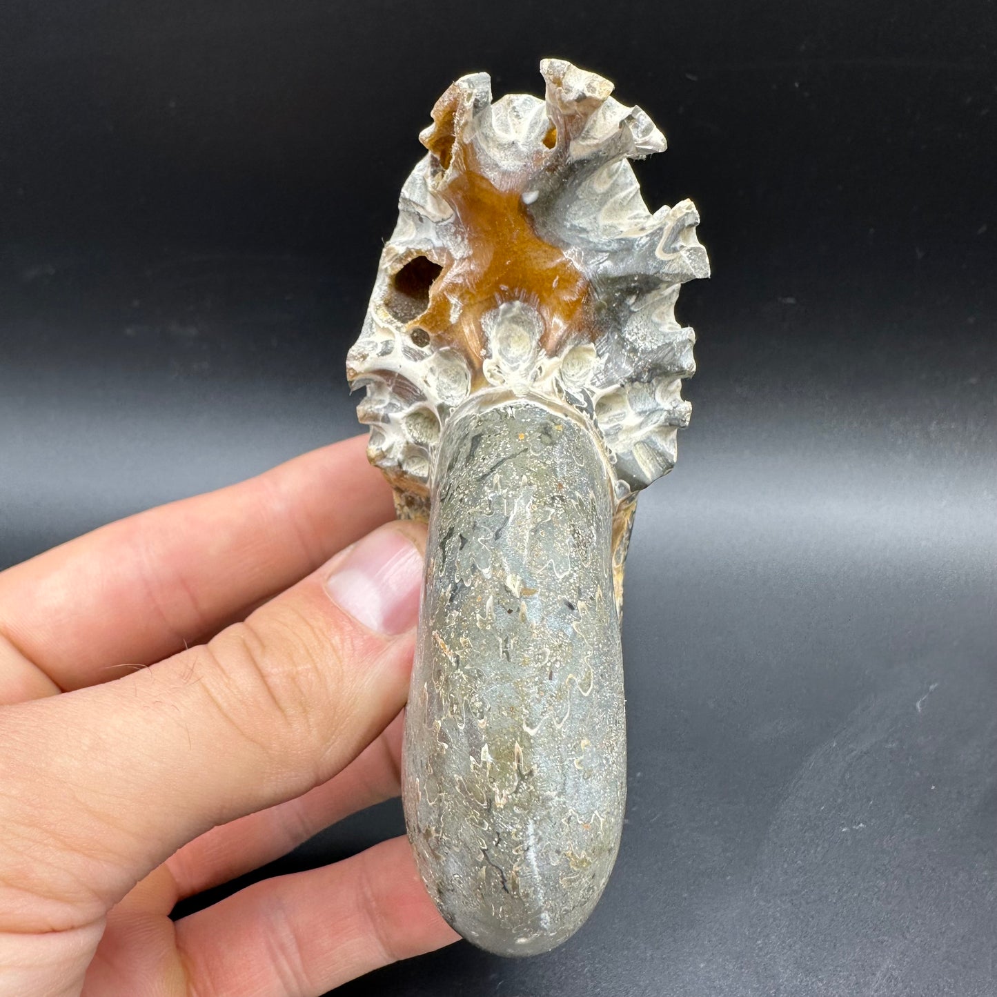 Puzosia Ammonite Fossil With Box And Stand - Cretaceous Ammonite Madagascar