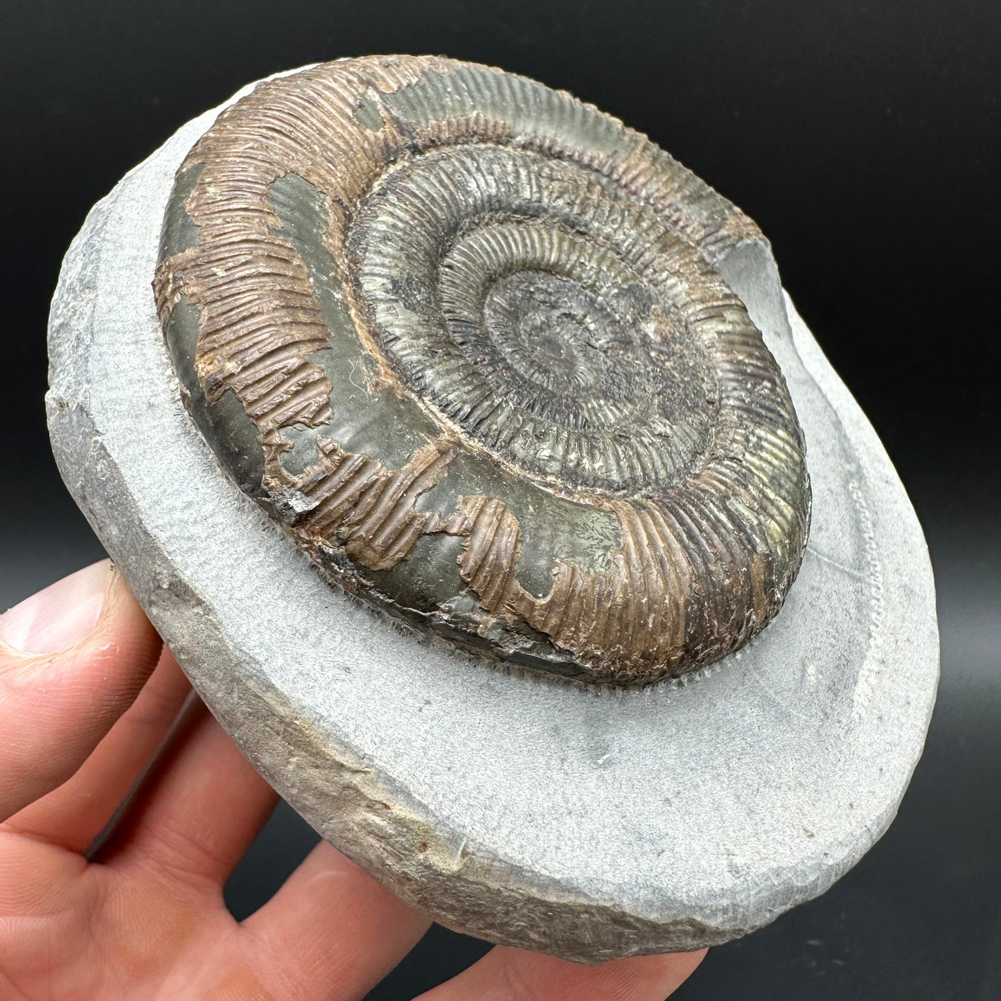 Dactylioceras semicelatum Ammonite fossil with stand - Whitby, North Yorkshire Jurassic Coast Yorkshire Fossils