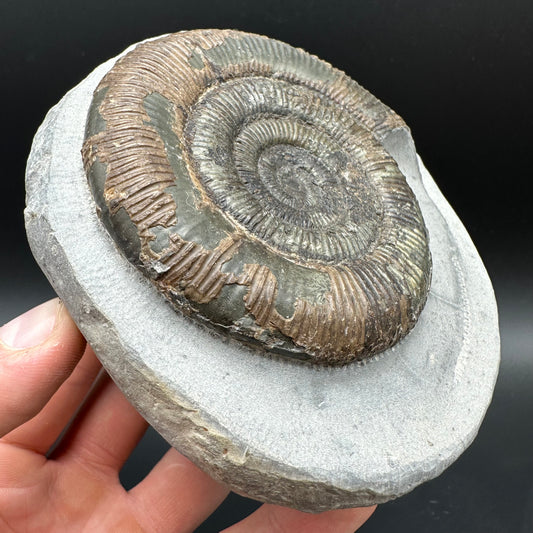 Dactylioceras semicelatum Ammonite fossil with stand - Whitby, North Yorkshire Jurassic Coast Yorkshire Fossils