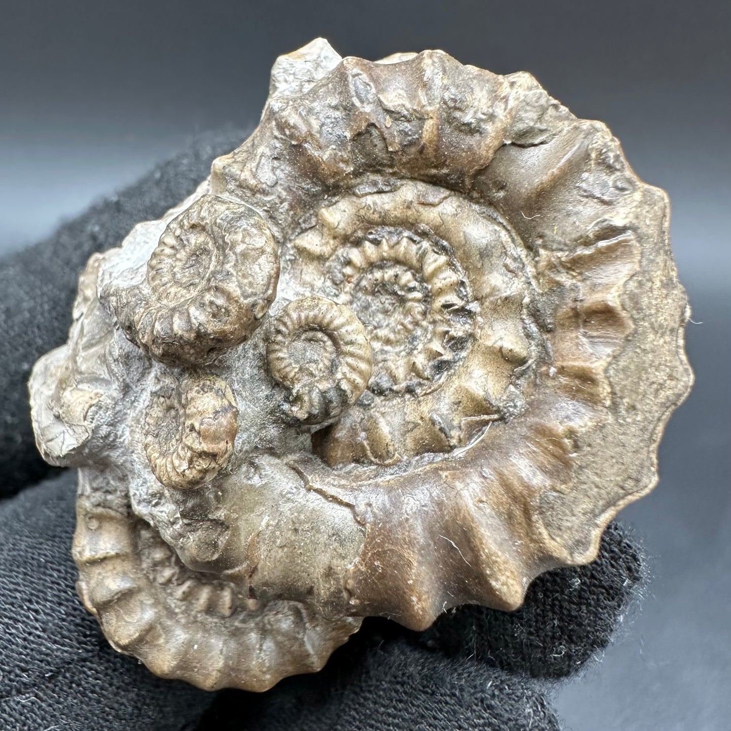 Gagaticeras Ammonite fossil with box and stand - Whitby, North Yorkshire Jurassic Coast Yorkshire Fossils