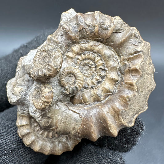 Gagaticeras Ammonite fossil with box and stand - Whitby, North Yorkshire Jurassic Coast Yorkshire Fossils