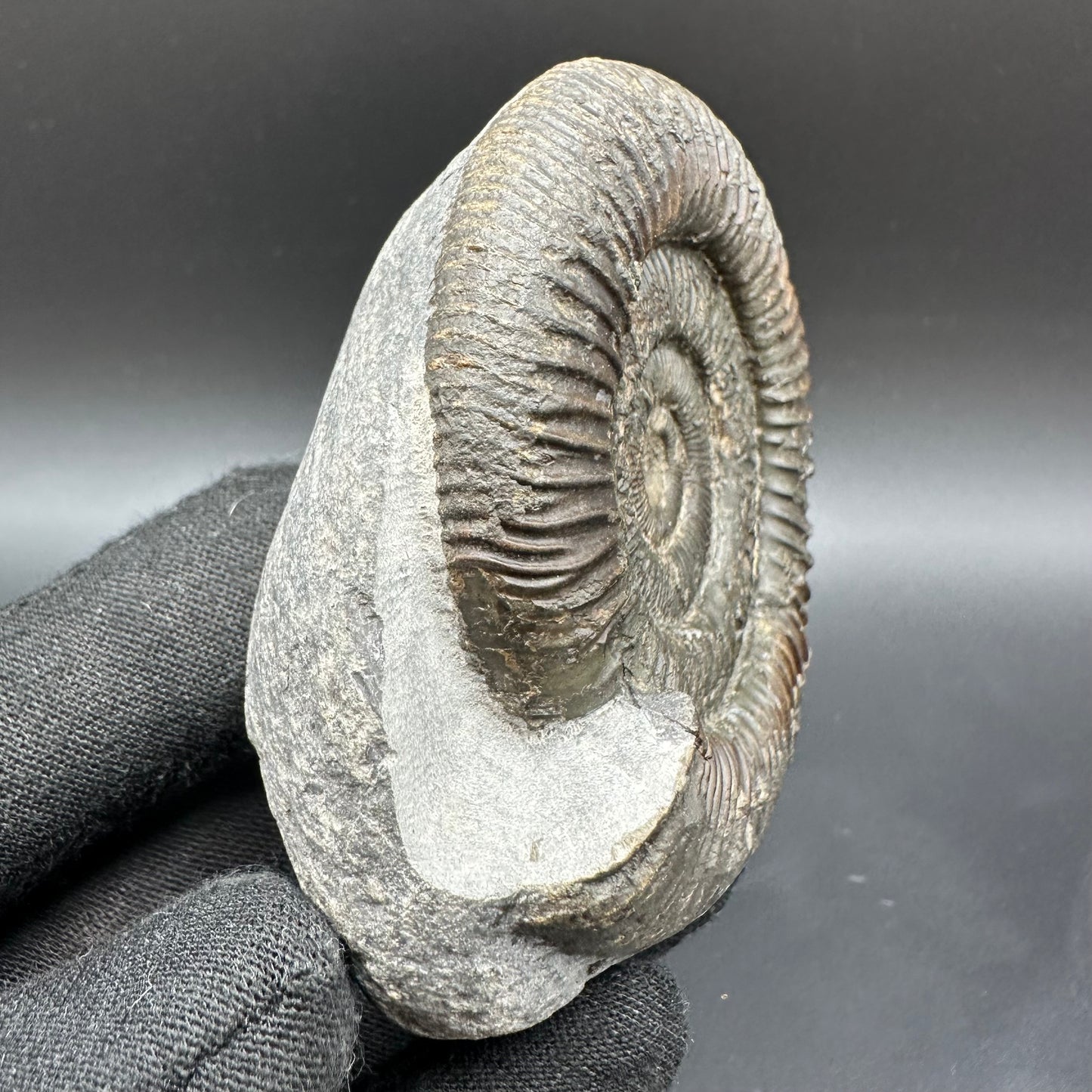 Dactylioceras Ammonite Fossil With Box And Stand - Whitby, North Yorkshire Jurassic Coast Yorkshire Fossils
