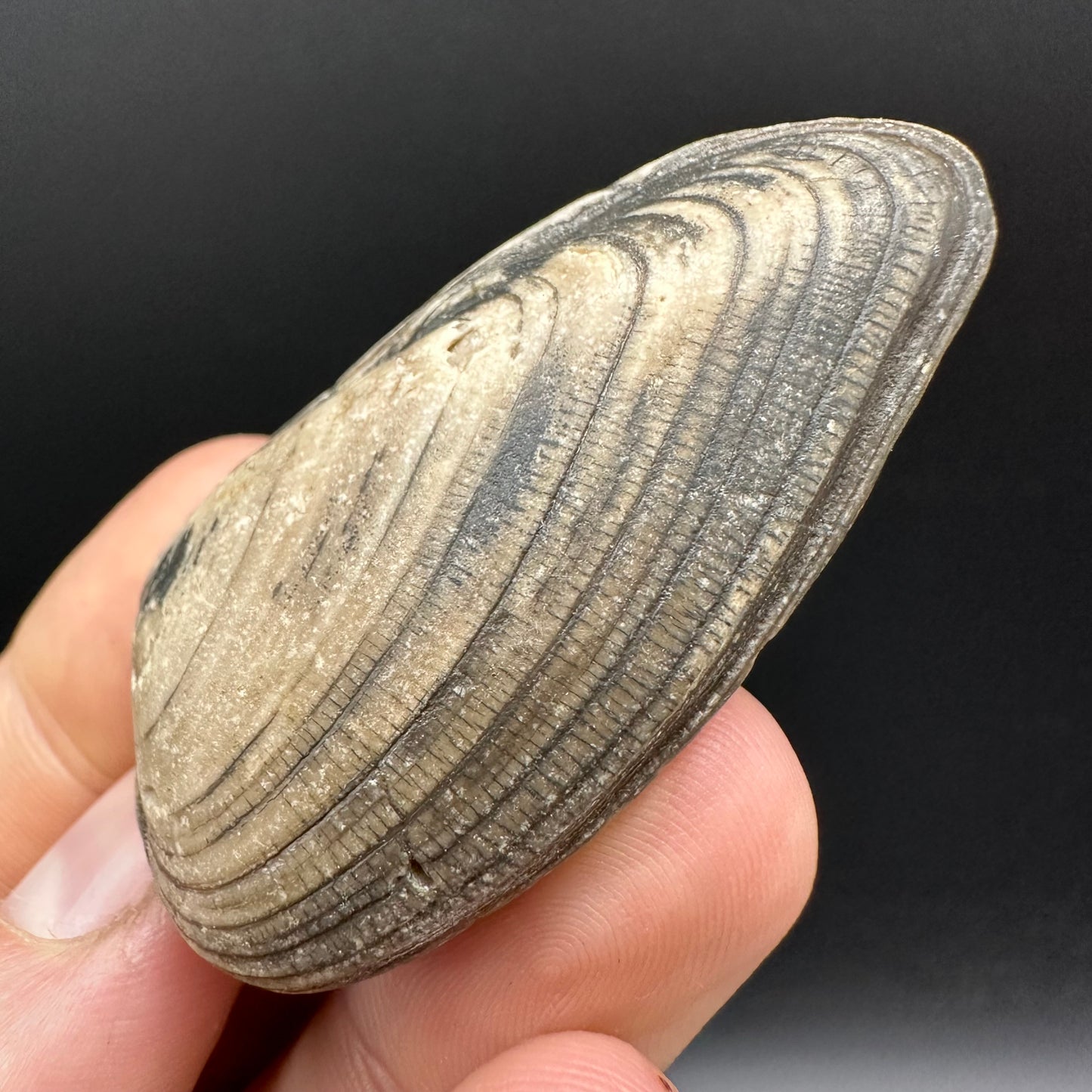 Shell fossil with box and stand - Whitby, North Yorkshire, Jurassic Coast, Yorkshire Fossils