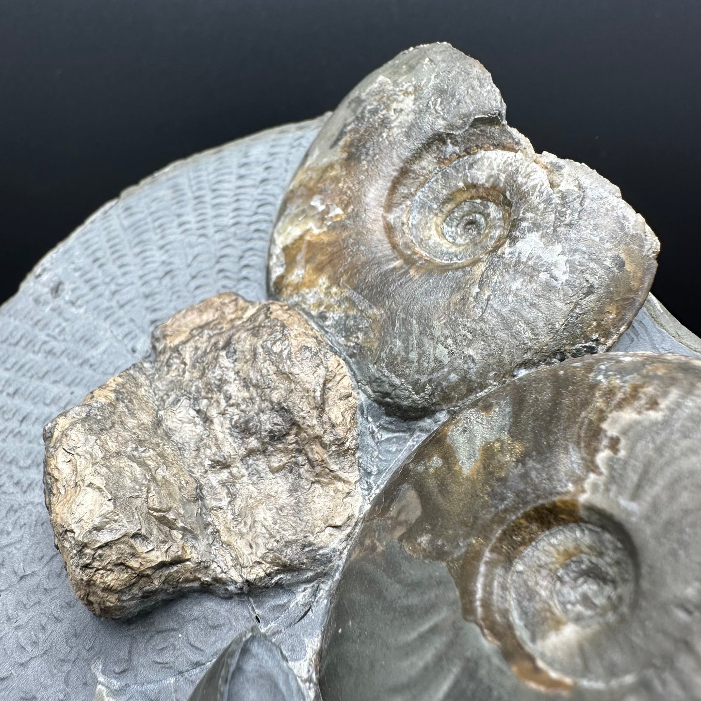 Eleganticeras Elegantulum ammonite / Coprolite fossil with box and stand - Whitby, North Yorkshire Jurassic Coast, Yorkshire Fossils