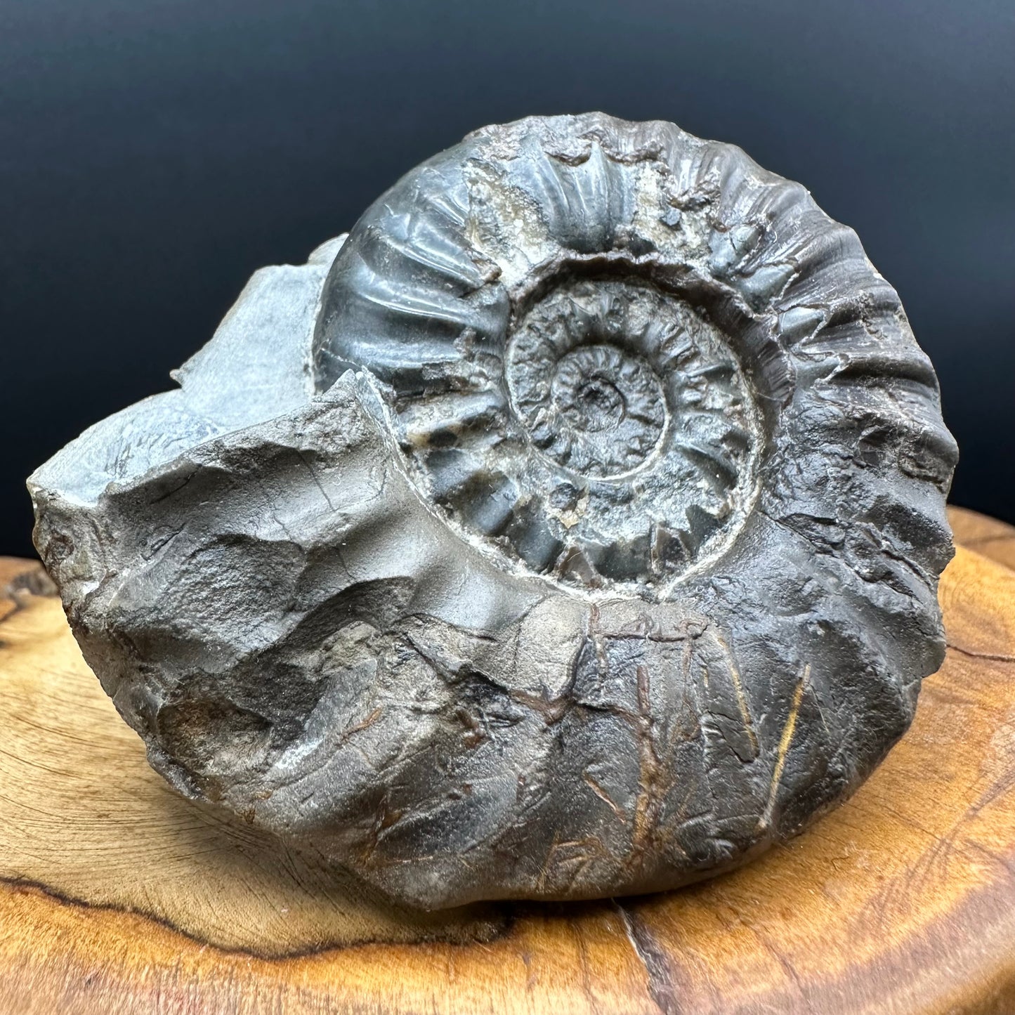 Aegasteroceras sagittarium ammonite fossil with box and stand - Whitby, North Yorkshire Jurassic Coast Yorkshire Fossils