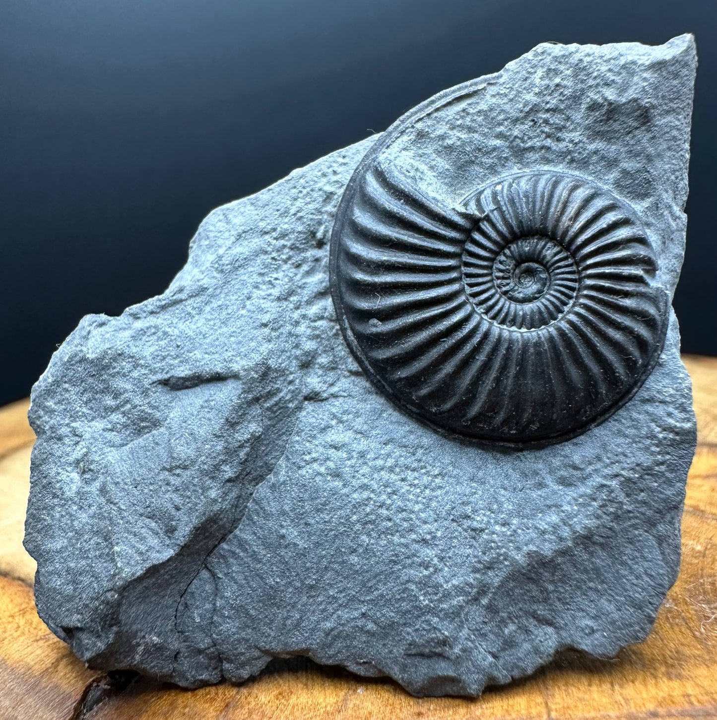 Eparietites Sp. Ammonite fossil with box and stand - Whitby, North Yorkshire Jurassic Coast Yorkshire Fossils