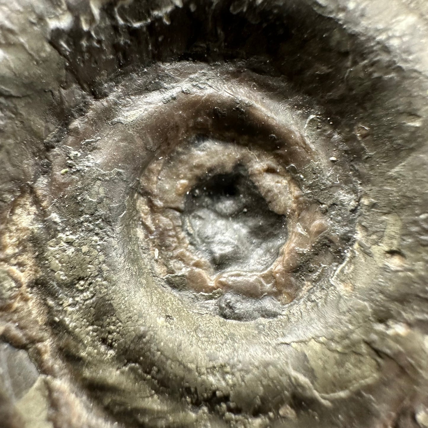 Hildoceras semipolitum Ammonite fossil with box and stand - Whitby, North Yorkshire Jurassic Coast, Yorkshire Fossils from the Jurassic Coast