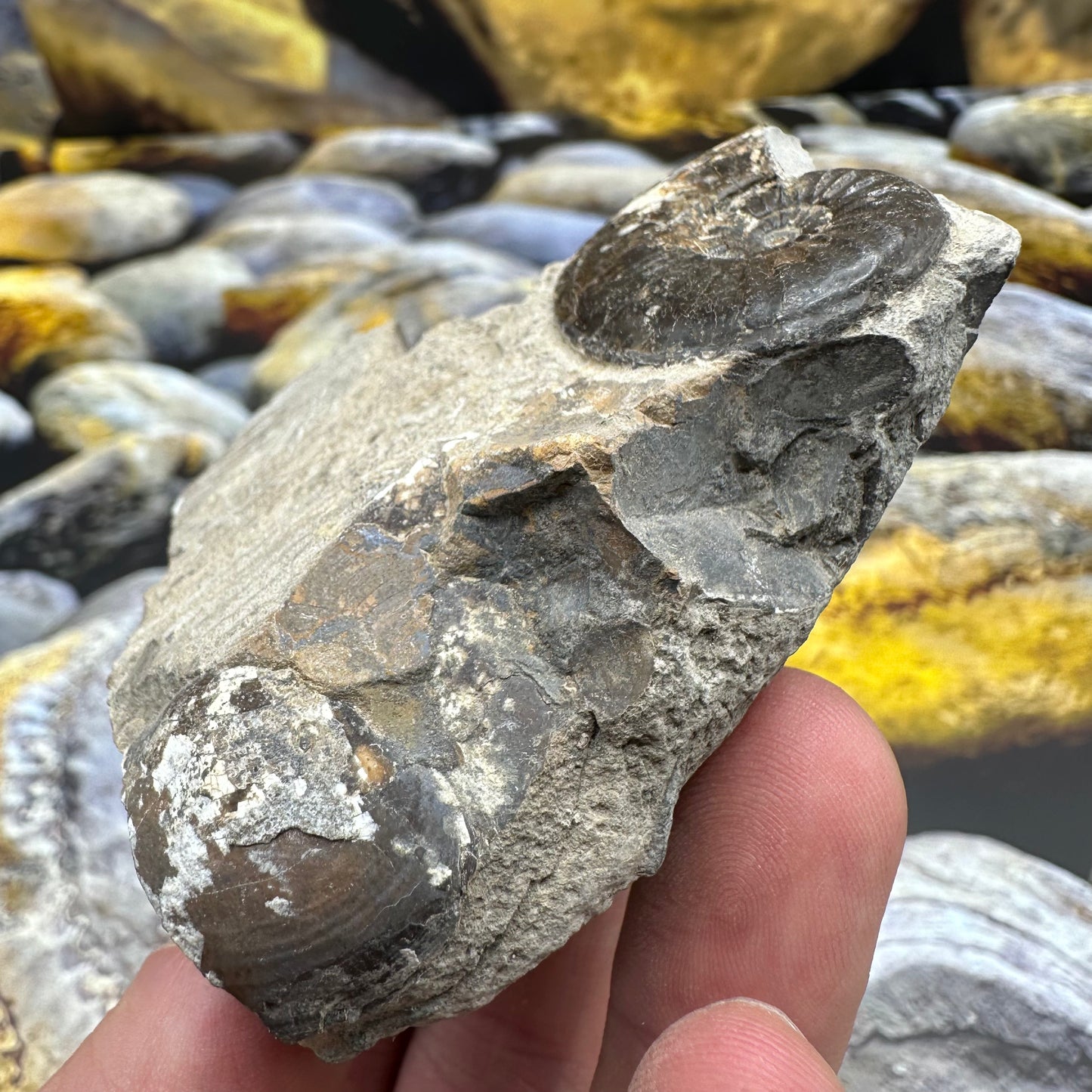 Amaltheus striatus ammonite fossil - Whitby, North Yorkshire