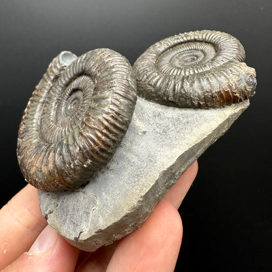 Dactylioceras Ammonite Fossil With Stand - Whitby, North Yorkshire Jurassic Coast Yorkshire Fossils