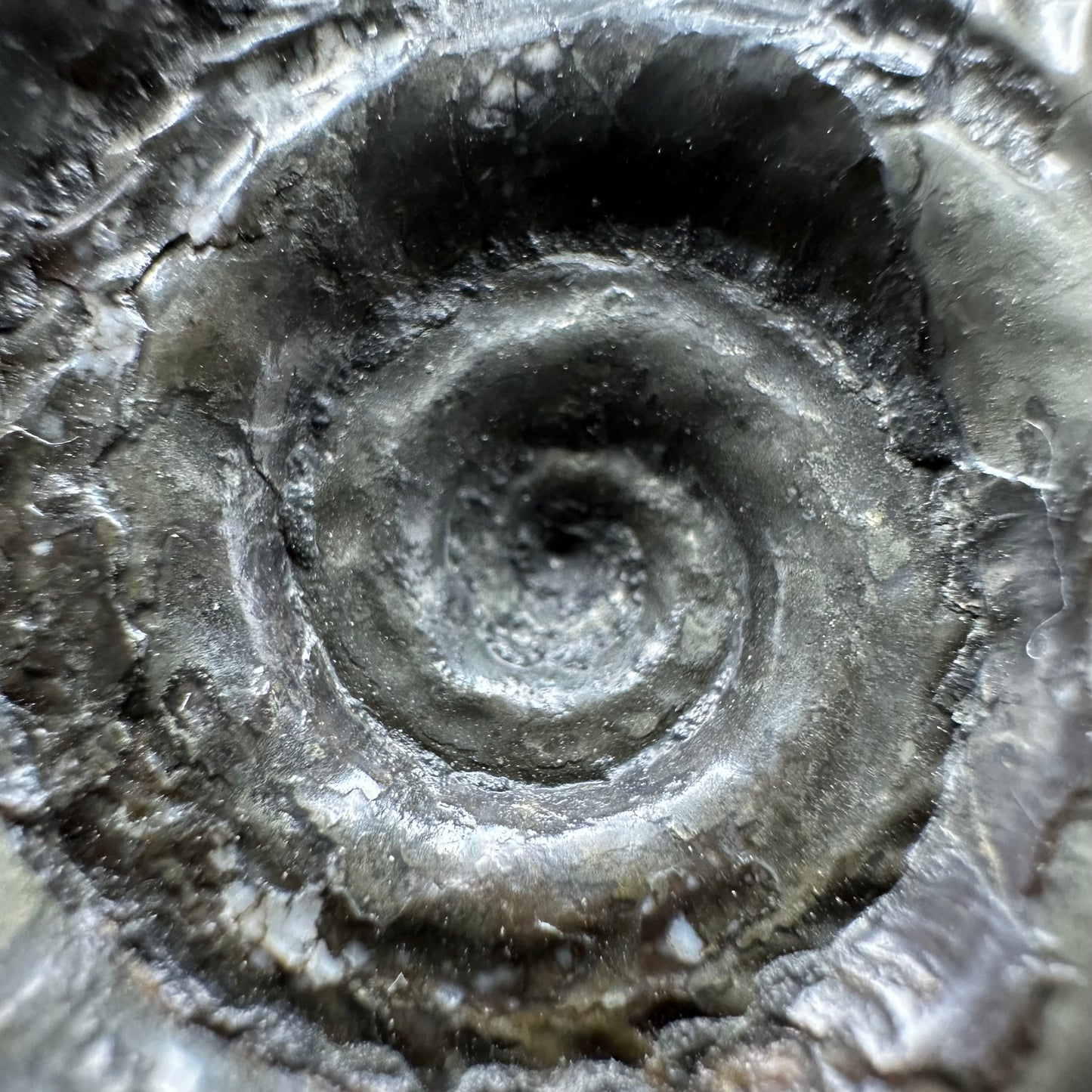 Hildoceras Bifrons Ammonite fossil with box and stand - Whitby, North Yorkshire Jurassic Coast, Yorkshire Fossils from the Jurassic Coast