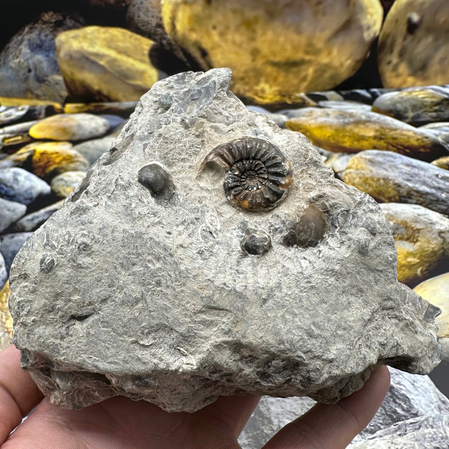 Amaltheus subnodosus ammonite fossil - Whitby, North Yorkshire Jurassic Coast, Yorkshire Fossils