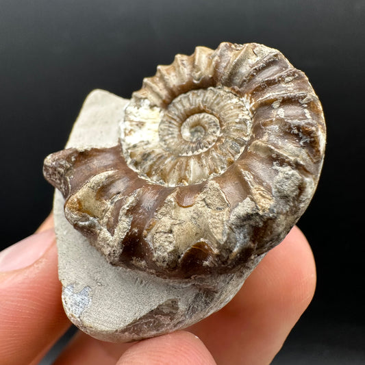 Oistoceras figulinum ammonite fossil with box and stand - Whitby, North Yorkshire Jurassic Coast Yorkshire Fossils