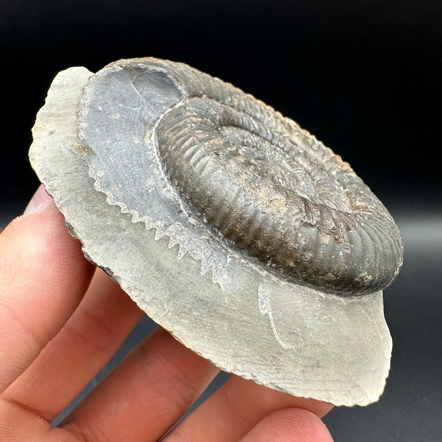 Dactylioceras Ammonite Fossil With Box And Stand - Whitby, North Yorkshire Jurassic Coast Yorkshire Fossils