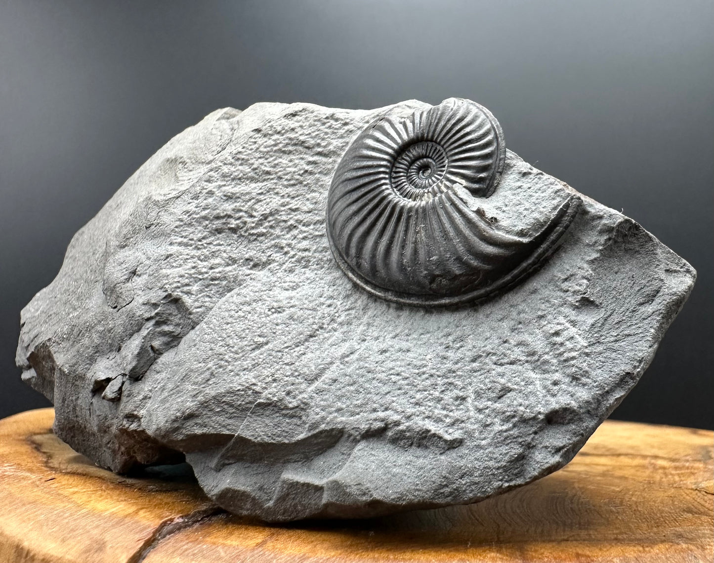 Eparietites Sp. Ammonite fossil with box and stand - Whitby, North Yorkshire Jurassic Coast Yorkshire Fossils