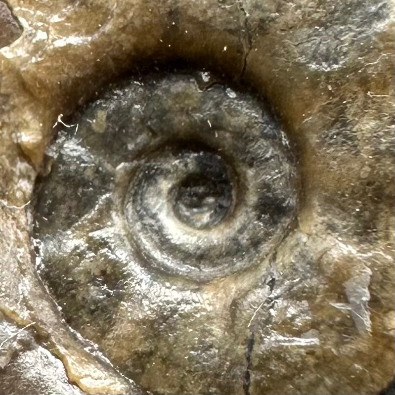 Eleganticeras Elegantulum ammonite with box and stand - Whitby, North Yorkshire Jurassic Coast, Yorkshire Fossils