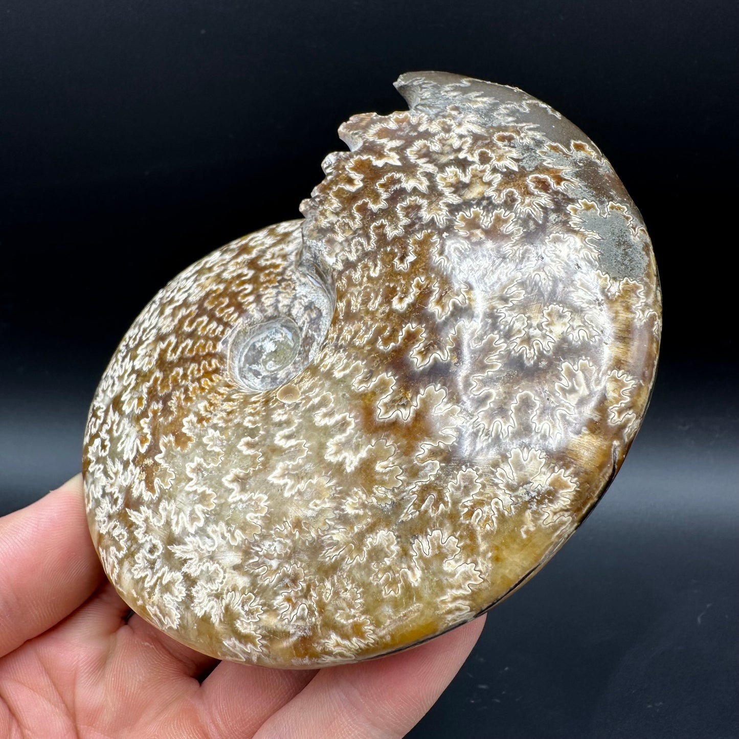 Cleoniceras Ammonite Fossil With Box And Stand - Cretaceous Ammonite Madagascar